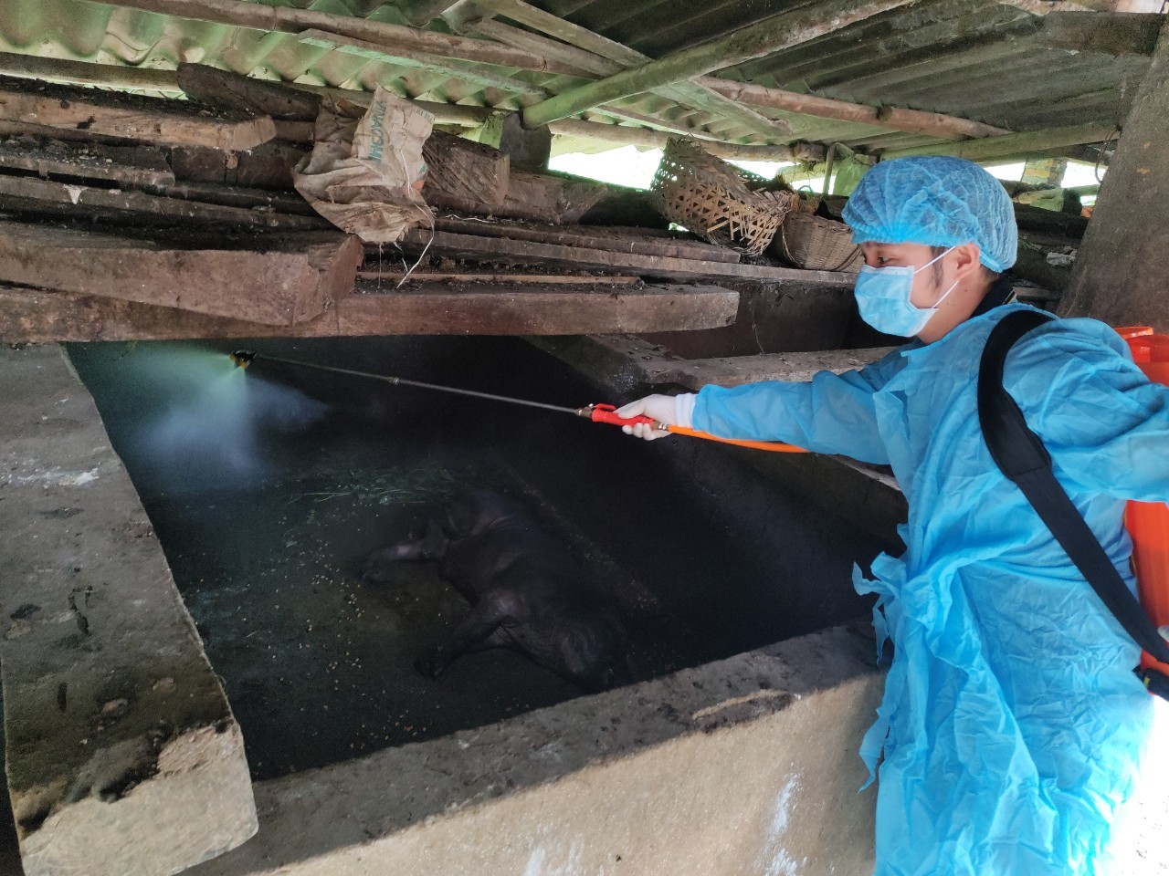 Công bố bệnh dịch tả lợn Châu phi tại xã Yến Dương